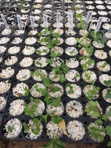 Seedlings - brassica