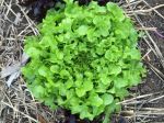 Lettuce - oak leaf - green
